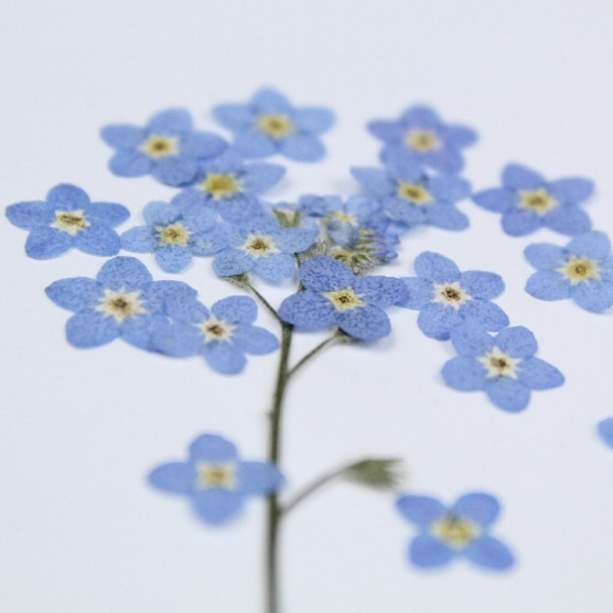 Pétales de Fleurs Naturelles v - Art Craft 2 Year Olds avis et prix