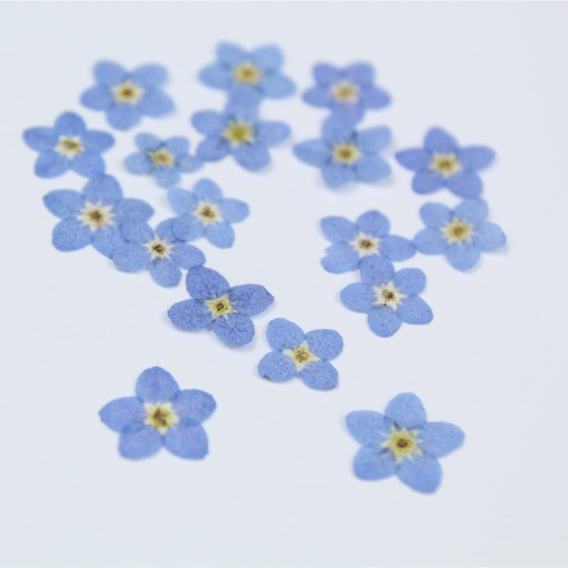 Pétales de Fleurs Naturelles v - Art Craft 2 Year Olds avis et prix